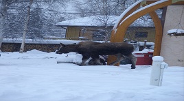 moose in front drive