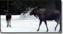 moose in front drive